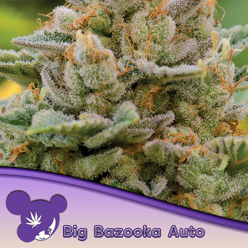 Anesia Seeds - Big Bazooka Auto